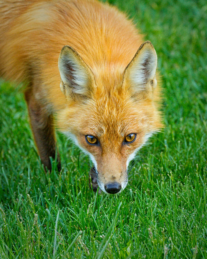 Red Fox Stare Photograph by Brian Caldwell