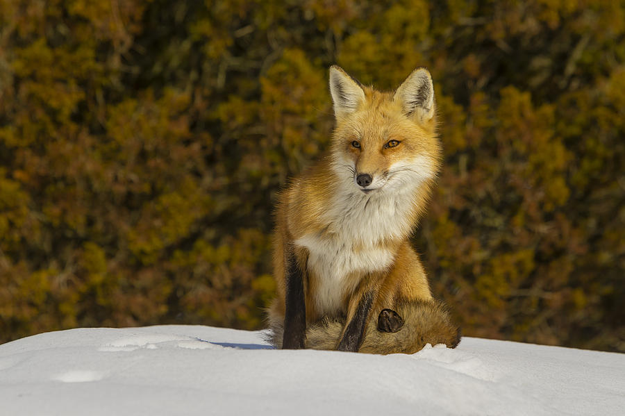 Red Fox  Photograph by Susan Candelario