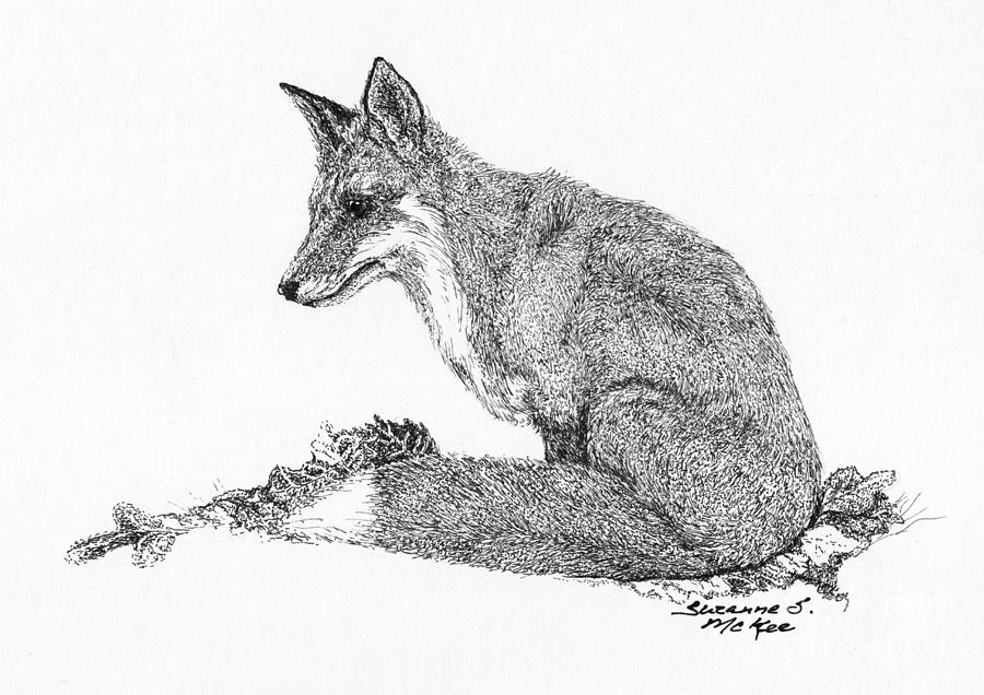 Red Fox Drawing by Suzanne McKee