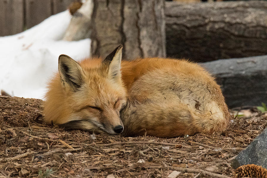 Red Fox Takes a Nap Photograph by Tony Hake