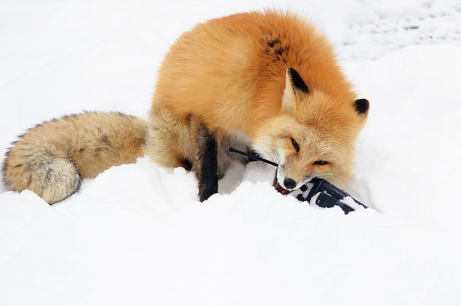 Red Fox to Base Photograph by Joni Eskridge