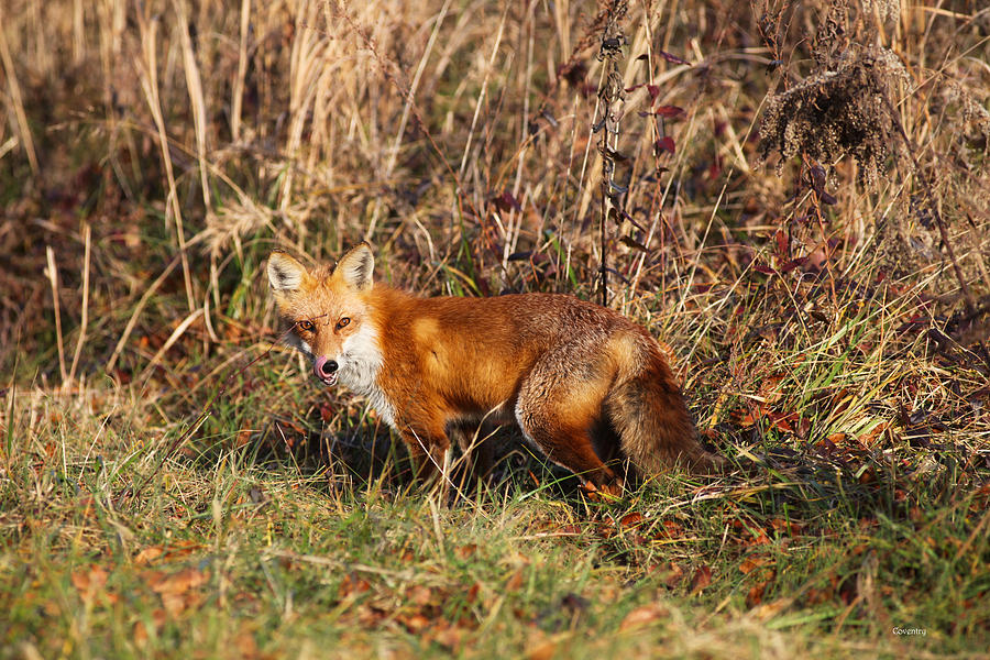 Red Fox Tongue Out Photograph by Robin Coventry