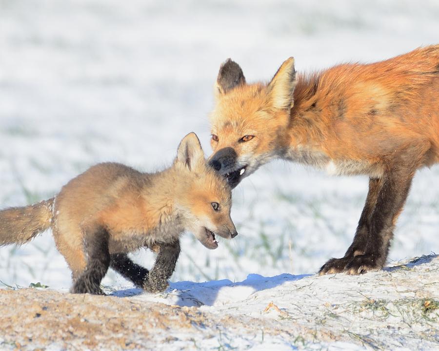 Red Fox Tough Love Photograph by Robert Buderman