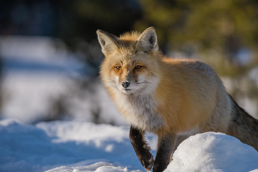 Red Fox Vixen In Snow Photograph by Yeates Photography