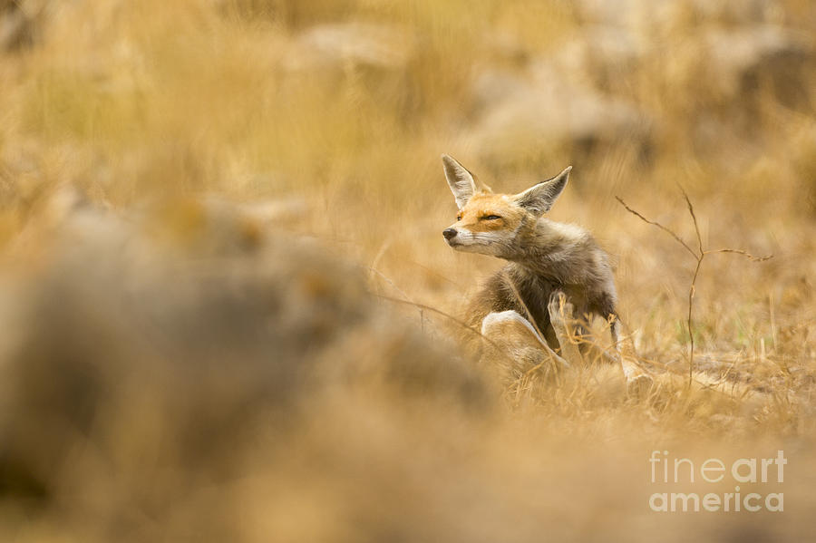 Red Fox Vulpes vulpes Photograph by Alon Meir