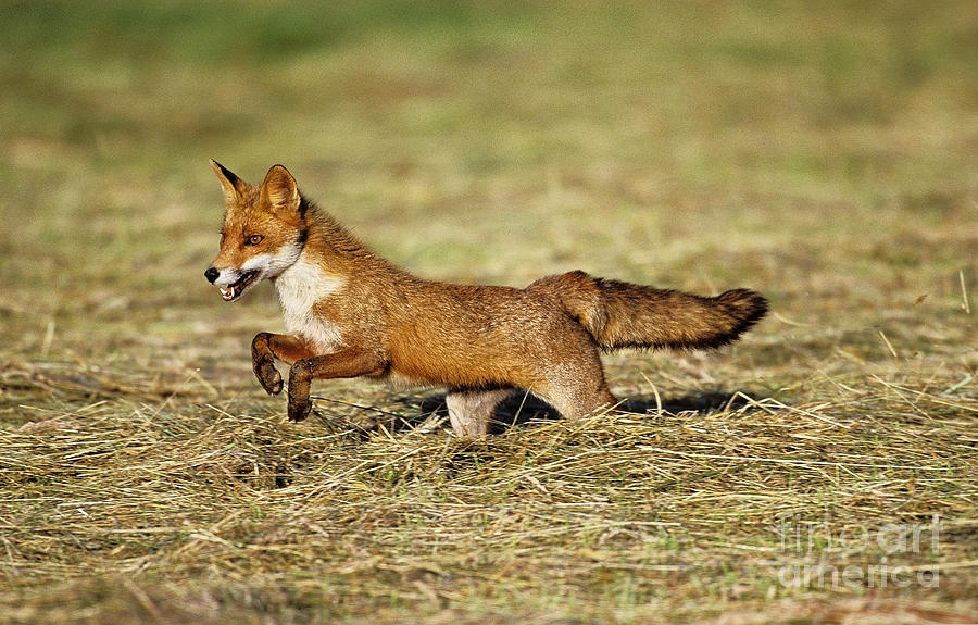 Red Fox Vulpes Vulpes Photograph by Gerard Lacz