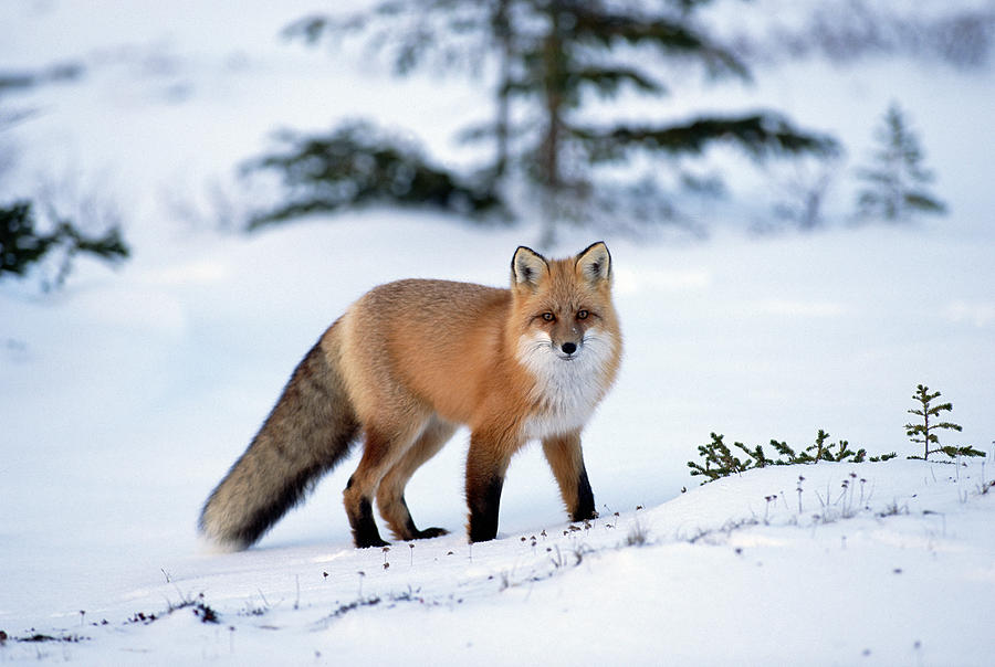 Red Fox Vulpes Vulpes Portrait Photograph by Konrad Wothe
