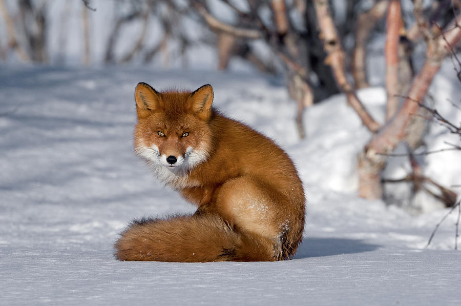 Red Fox Vulpes Vulpes Sitting On Snow Photograph by Sergey Gorshkov