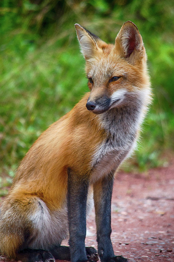 Red Fox Photograph by WB Johnston