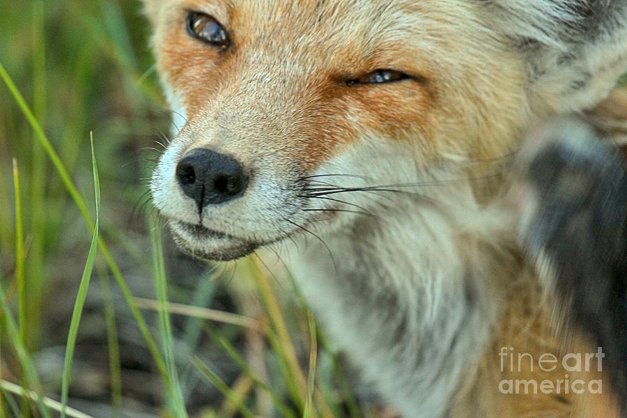 Red Fox Wink Photograph by Adam Jewell