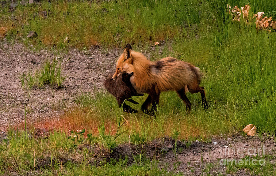 Red Fox with Breakfast Photograph by Louise Magno