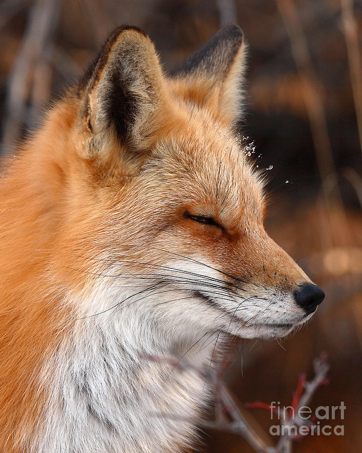 Wildlife Photograph - Red Fox With Ice Formed On Brow by Max Allen