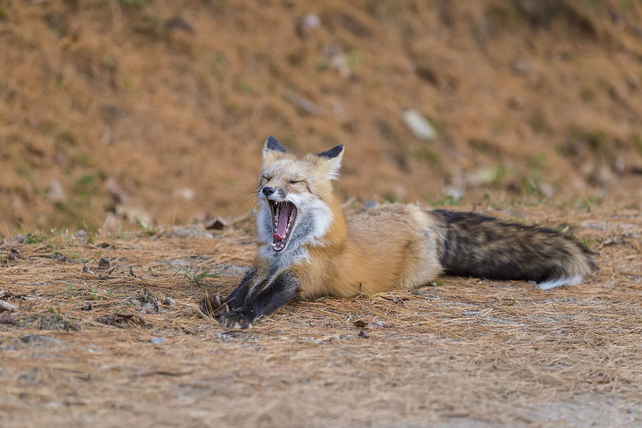 Red Fox Yawn Photograph by Josef Pittner