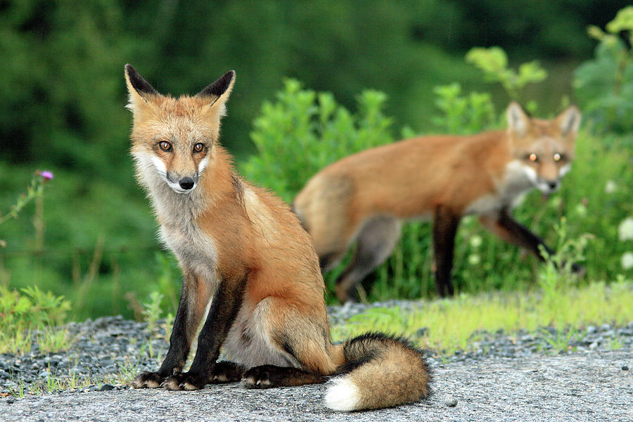 Red Foxes in the rain Photograph by Gary Corbett