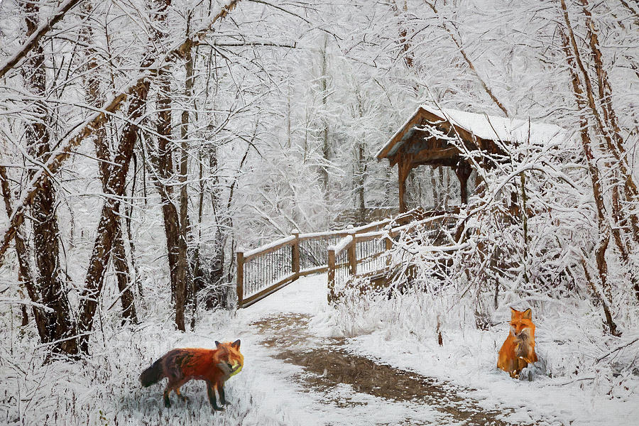 Red Foxes in Winter White Painting Photograph by Debra and Dave Vanderlaan