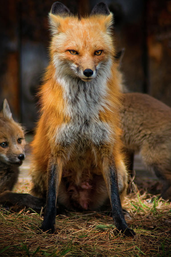 Red Foxes Photograph by John De Bord