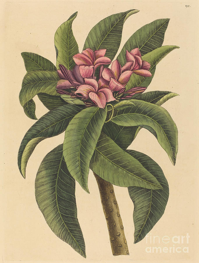 Red Frangipanni (plumeria Rubra) Drawing by Mark Catesby | Fine Art America