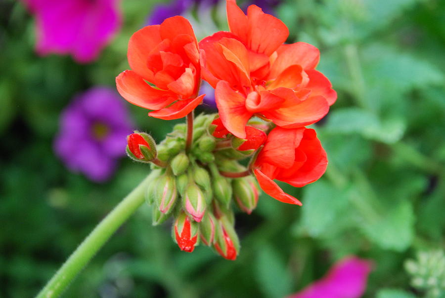 Red Fresh Geraniums Photograph by Ee Photography