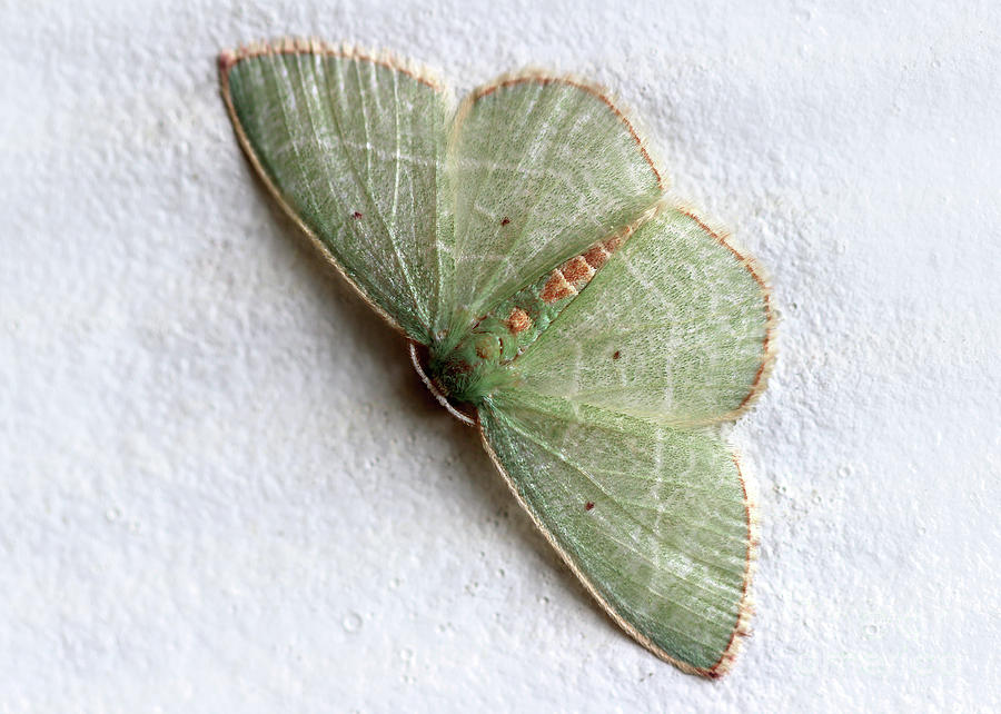 Red Fringed Emerald Moth Photograph by Karen Adams