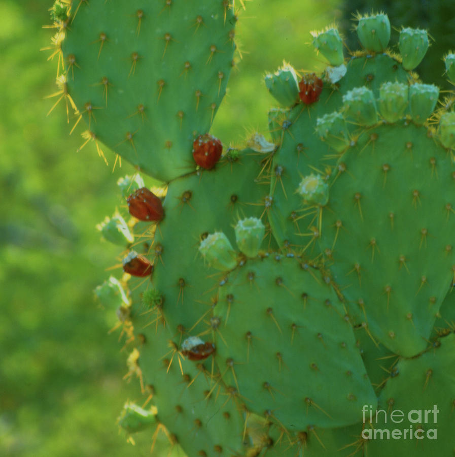 Red Fruit Edged Prickly Pear Photograph by Heather Kirk
