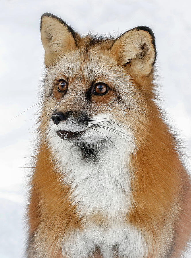 Red Furry Fox Photograph by Athena Mckinzie