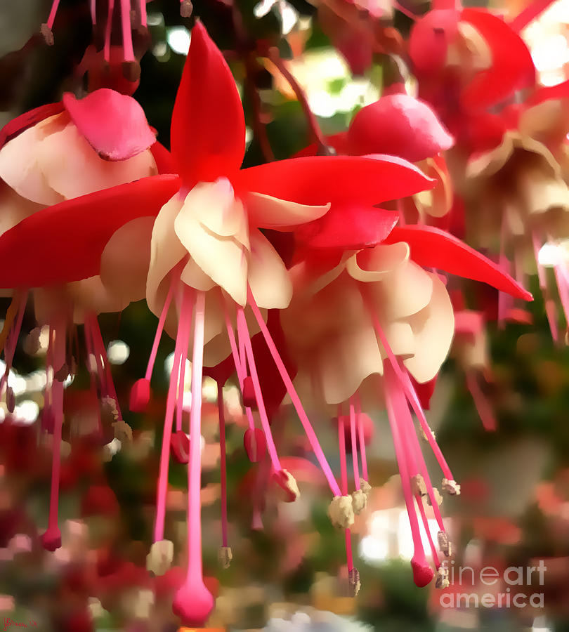 Spring Photograph - Red Fuschia by Jeff Breiman
