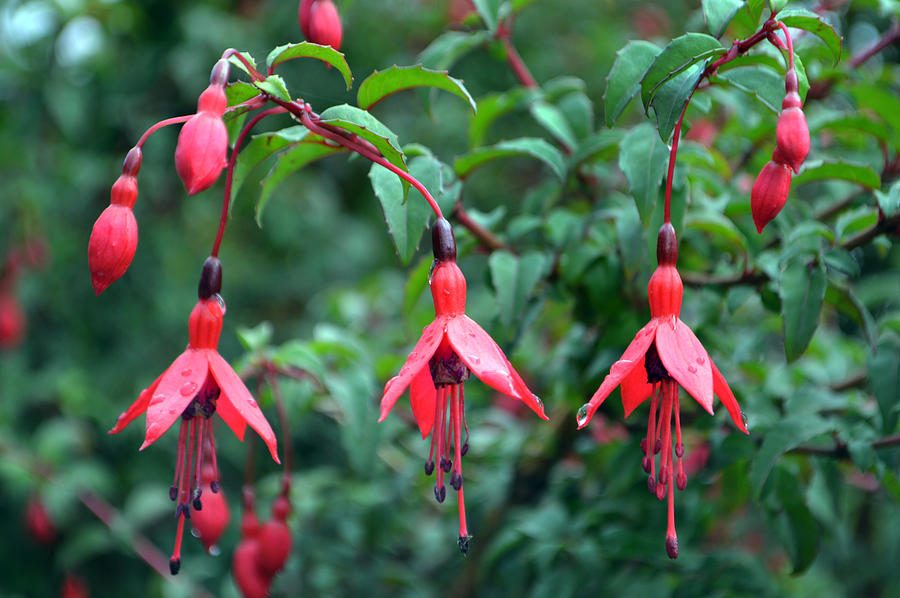 Red Fuschia Trio. Photograph by Terence Davis
