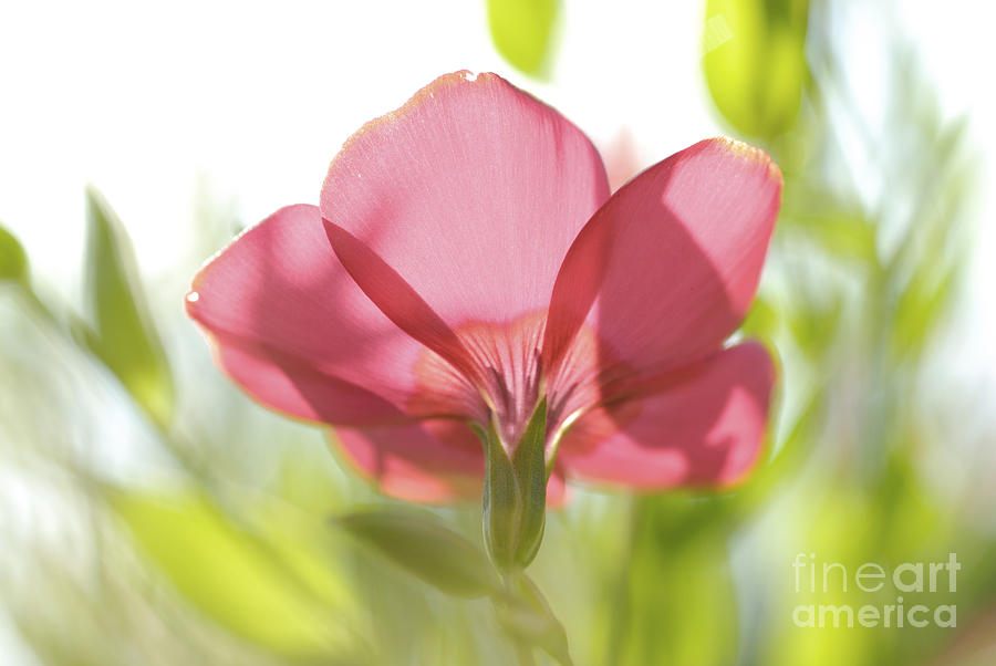 Flower Photograph - Red garden Poppy by PhotoStock-Israel