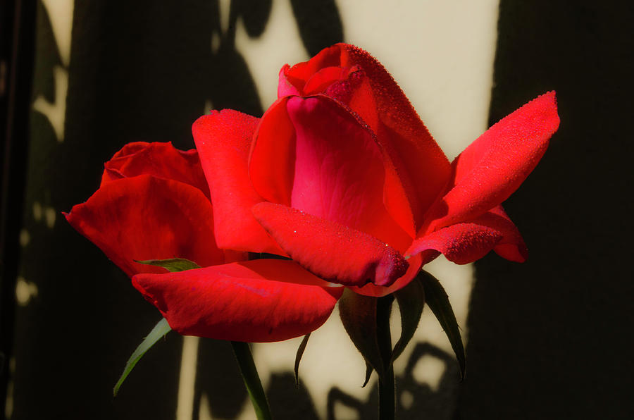 Red Garden Rose Photograph by Wolfgang Stocker