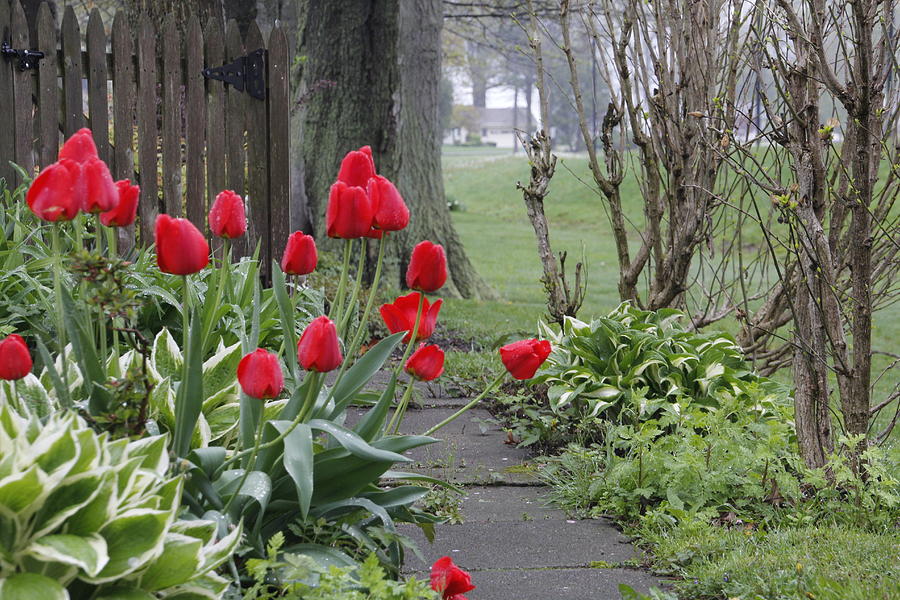 Red Garden Tulips and Hostas Photograph by Valerie Collins
