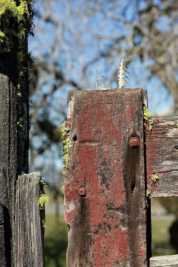 Red Gate Post Photograph by Kathleen Bishop
