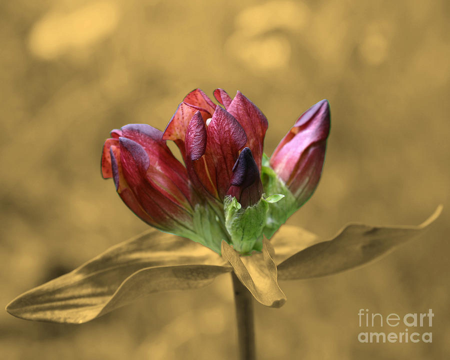 Red Gentian On Sepia Photograph by Smilin Eyes Treasures