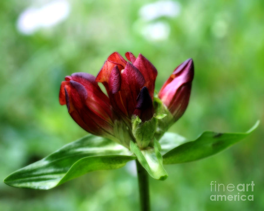 Red Gentian Photograph by Smilin Eyes Treasures