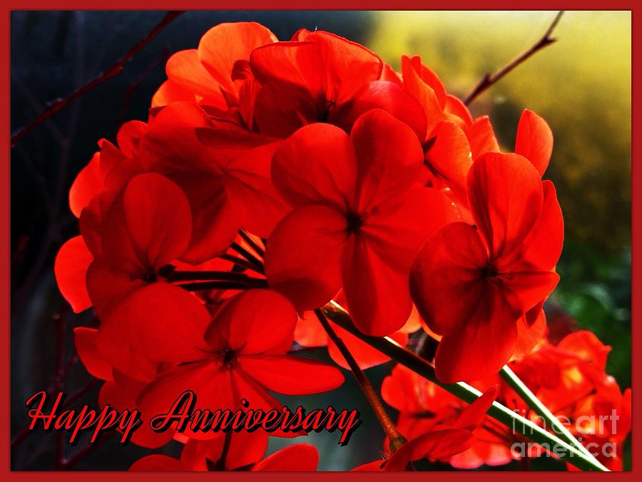 Red Geranium Anniversary Greeting Photograph by Joan-Violet Stretch