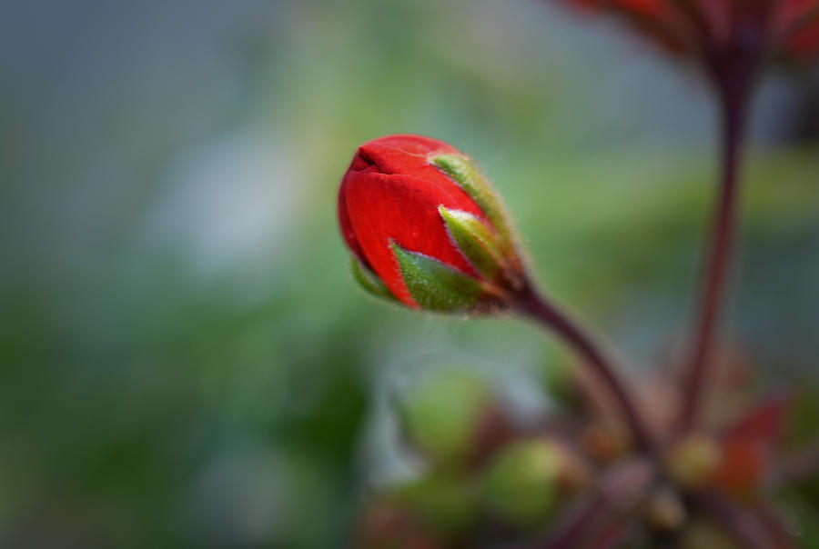 Red Geranium Bud Photograph by Richard Andrews