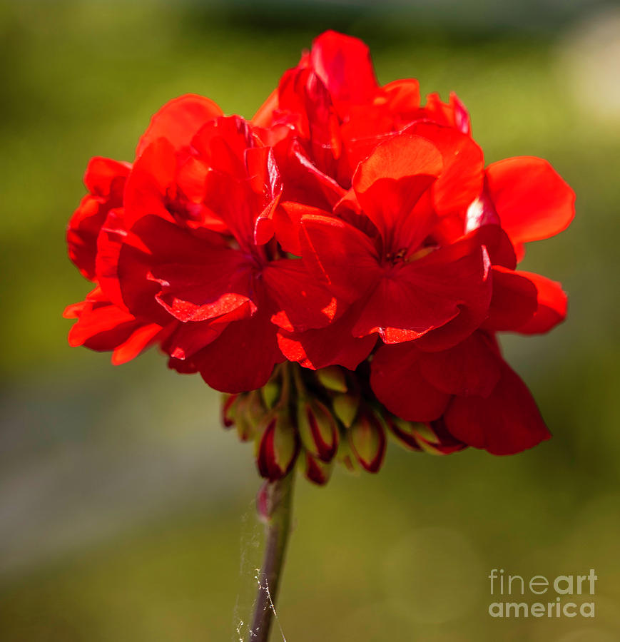 Red Geranium Photograph by Cathy Donohoue