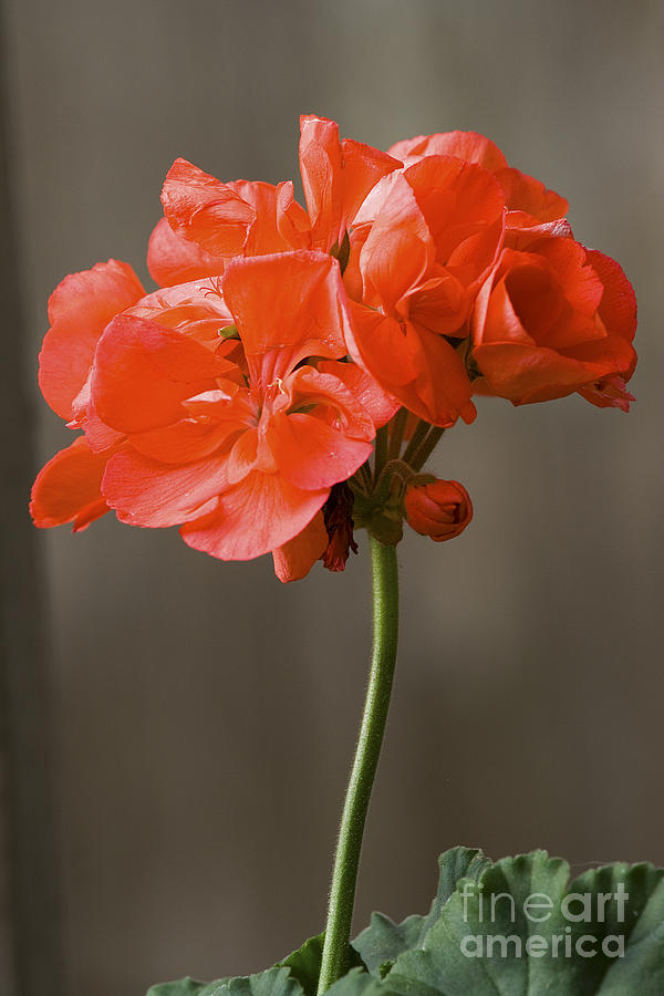 Red Geranium Flower Photograph by Tim Hightower