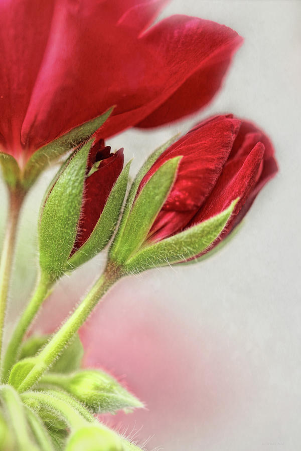 Red Geranium Flowers Photograph by Jennie Marie Schell