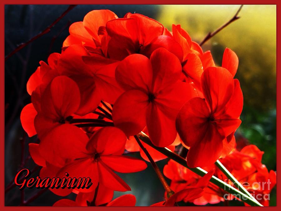Red Geraniums 2 Photograph