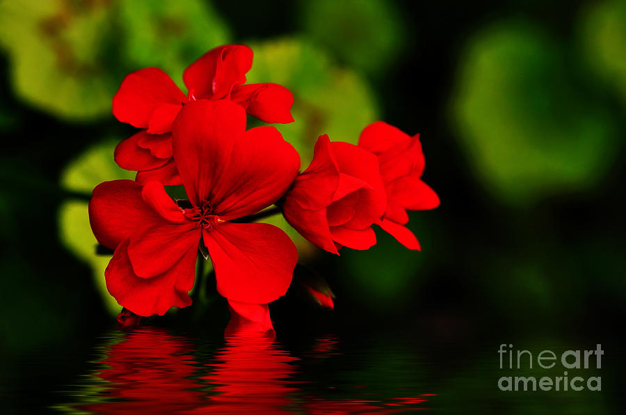 Red Geranium on Water Photograph by Kaye Menner
