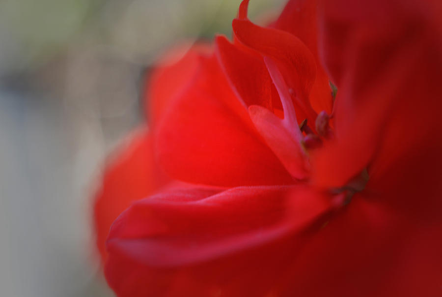 Red Geranium Photograph by Richard Andrews