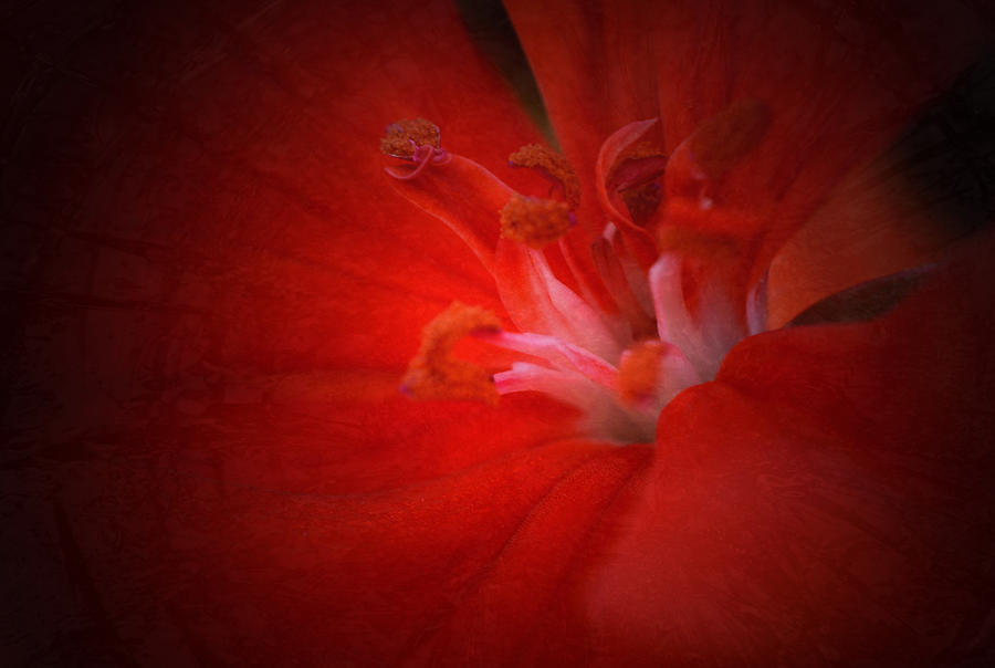 Red Geranium - Textured Photograph by Richard Andrews