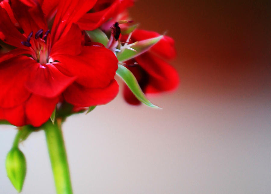 Summer Photograph - Red geranium by Toni Hopper