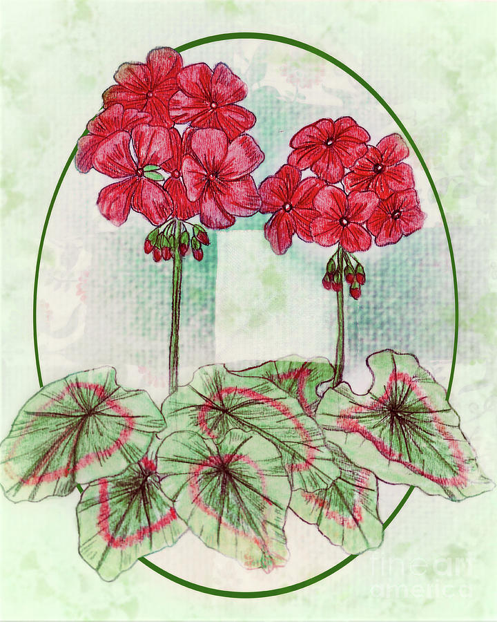 Red Geraniums Drawing by Karen Beasley Fine Art America