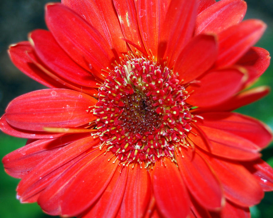 Red Gerber Daisy Photograph by Amy Fose