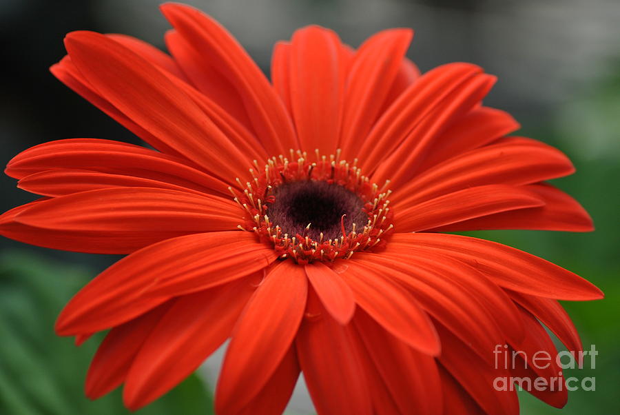 Red gerber daisy Photograph by Frank Larkin