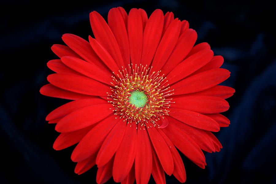 Red Gerber Daisy on Black Photograph by Sheila Brown