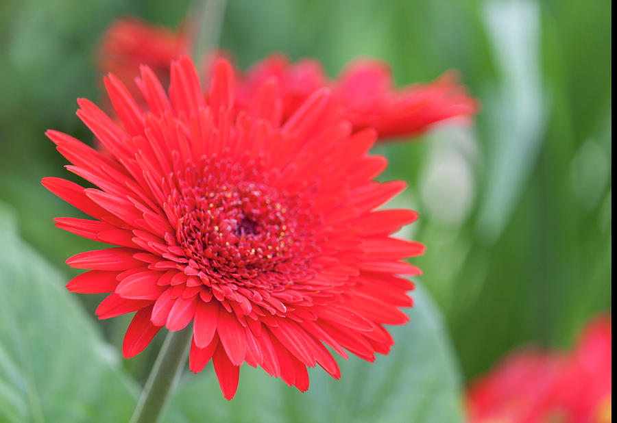 Red Gerbera Close Up Photograph by Suzanne Gaff