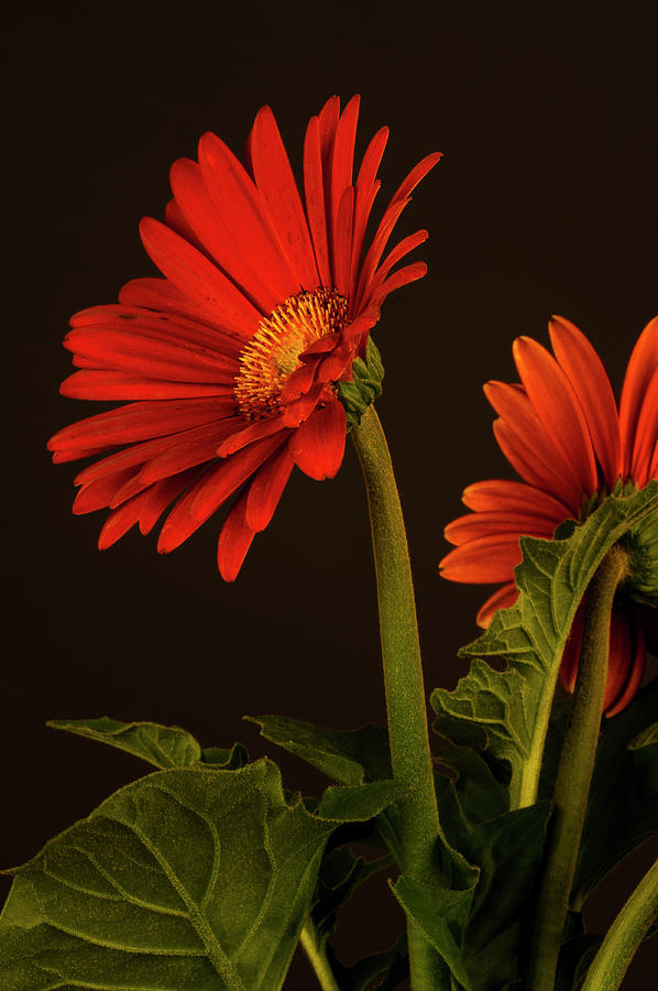 Red Gerbera Daisy 1 Photograph by Richard Rizzo