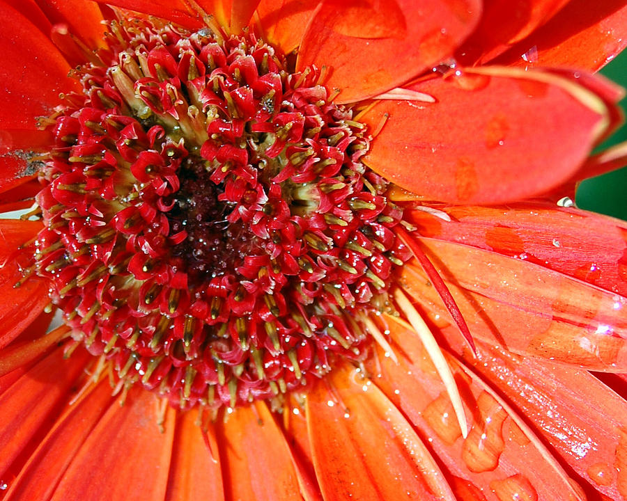 Red Gerbera Daisy Photograph by Amy Fose
